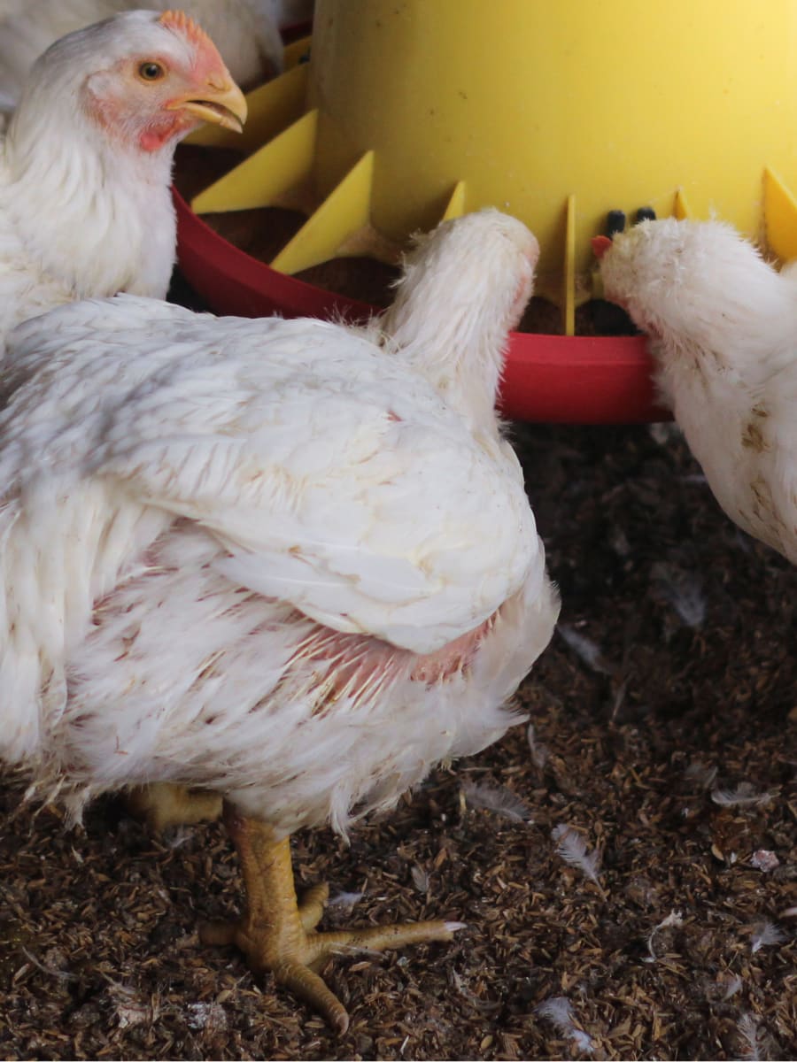 Chicken leg problems